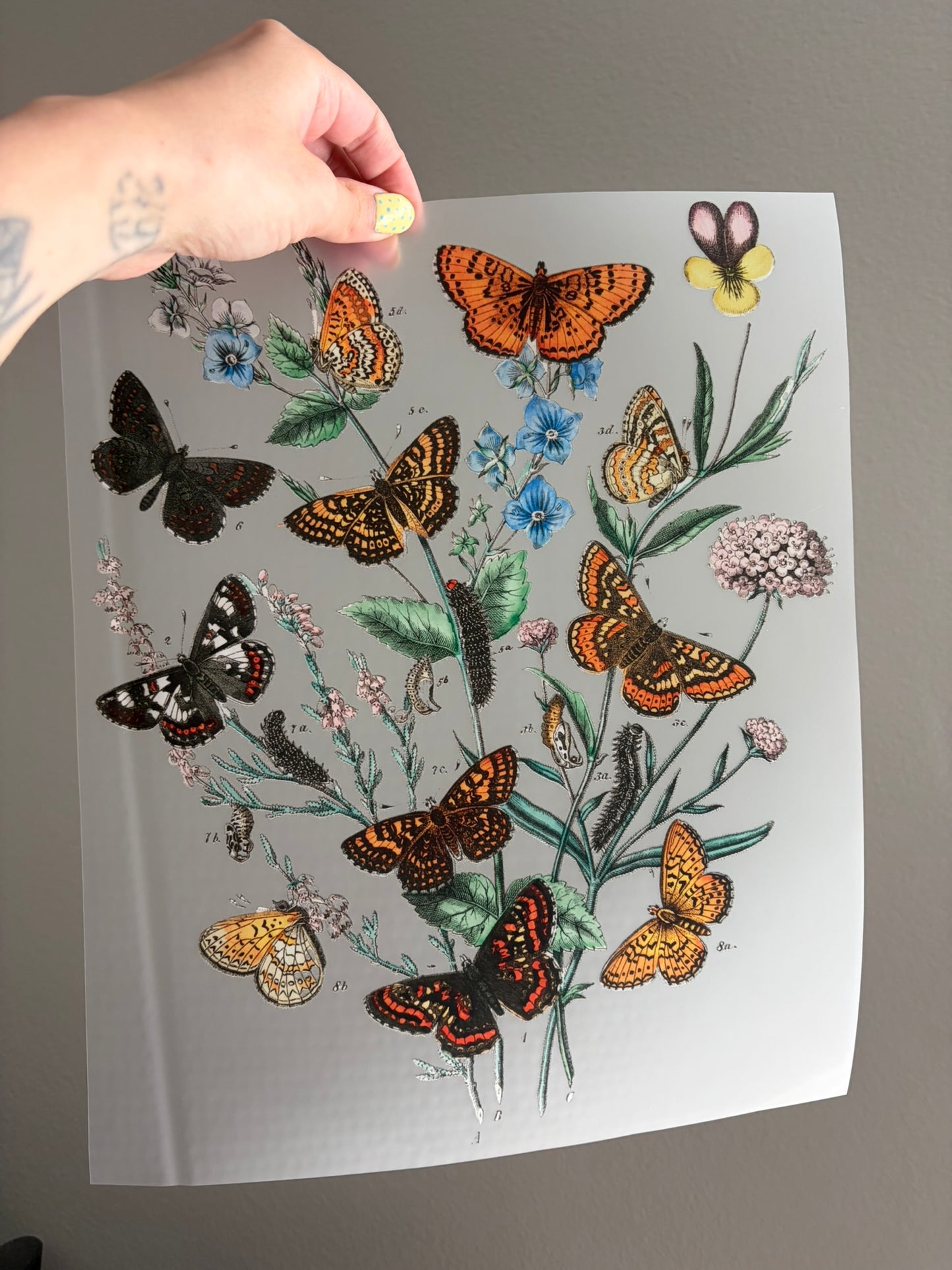 Butterflies