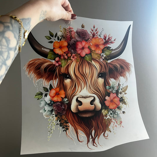 Highland Cow